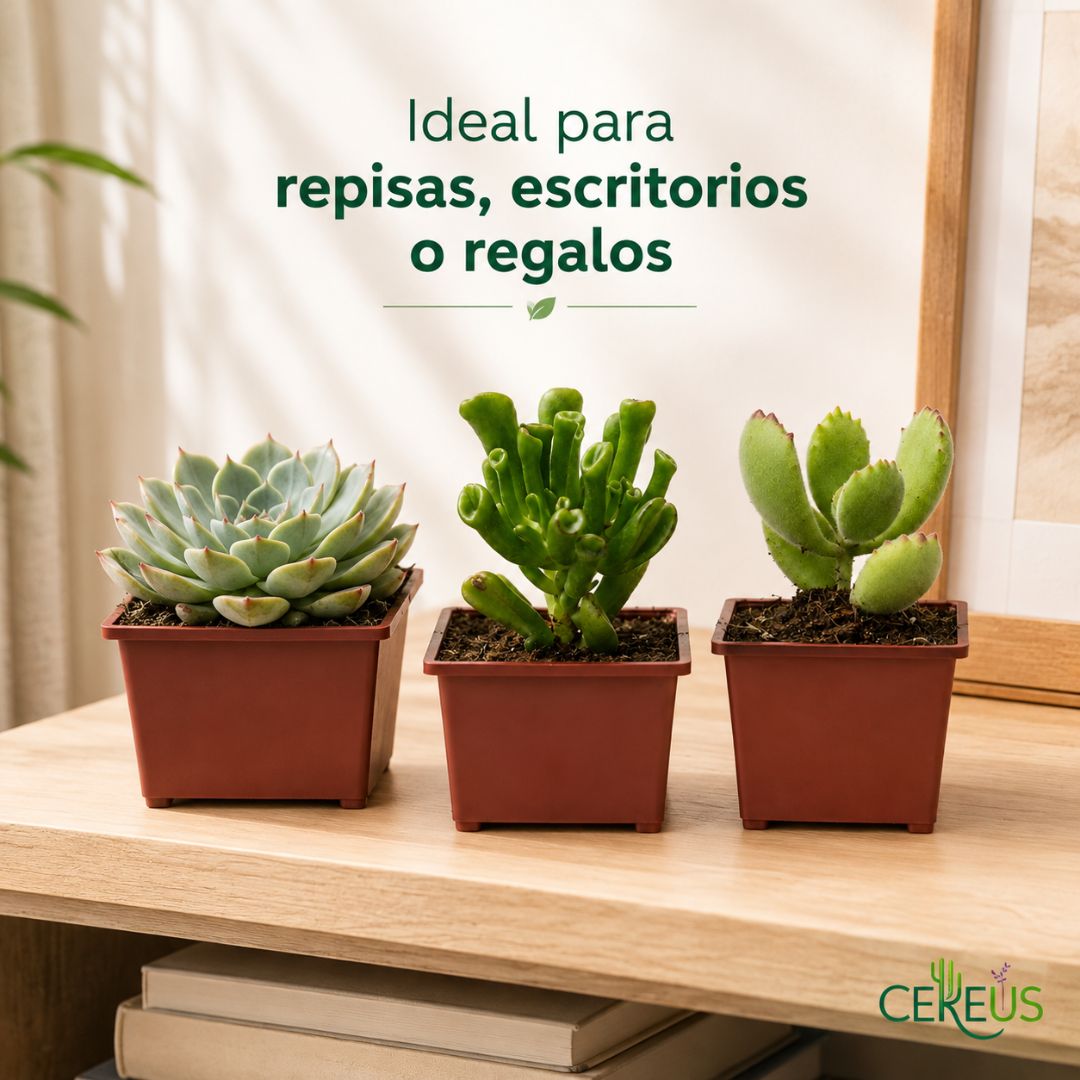 Set de 3 Suculentas con Macetero: Echeveria, Oreja de Shrek y Garras de Oso