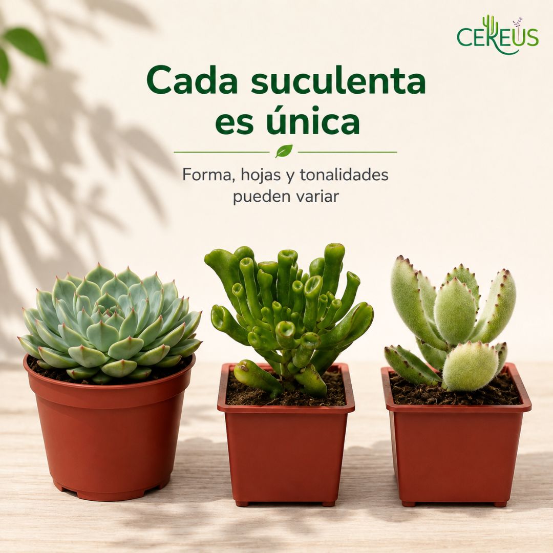 Set de 3 Suculentas con Macetero: Echeveria, Oreja de Shrek y Garras de Oso