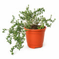 Tomillo aromático 15-25 cm con macetero plástico