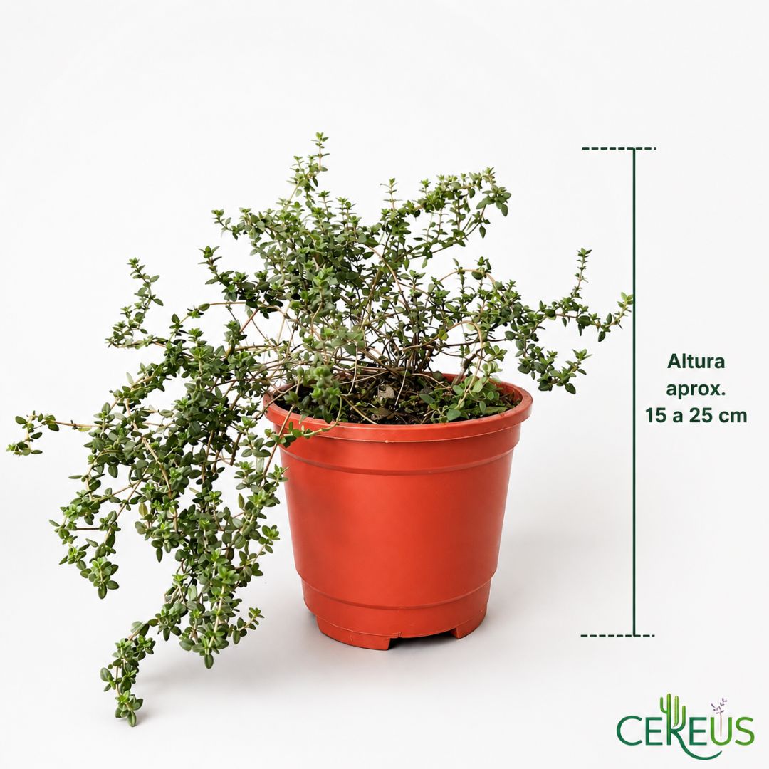 Tomillo aromático 15-25 cm con macetero plástico