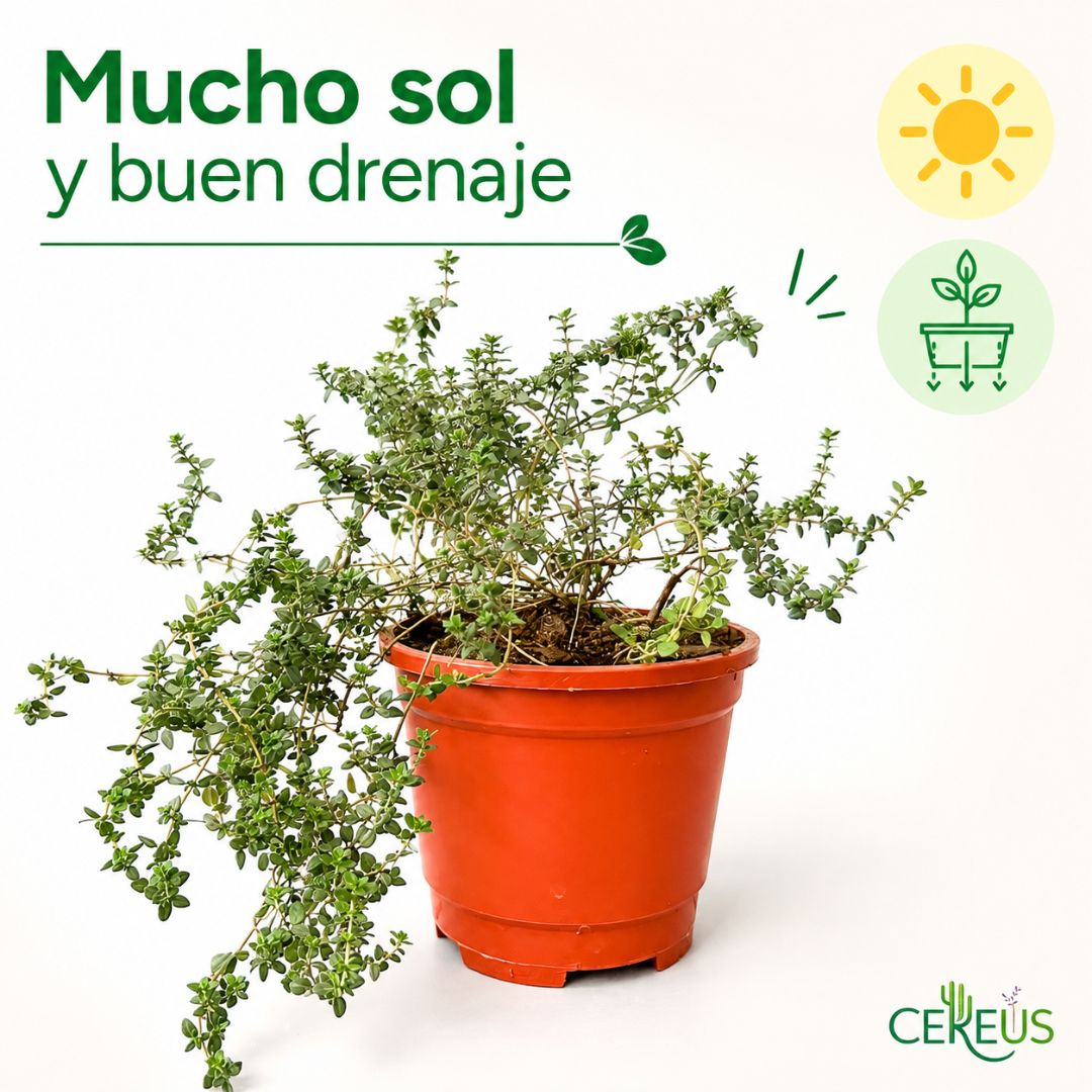 Tomillo aromático 15-25 cm con macetero plástico