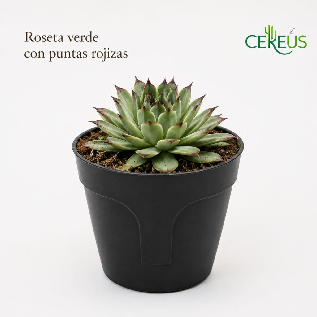 Uña de Señorita Sempervivum Calcareum 10-15 cm con Macetero