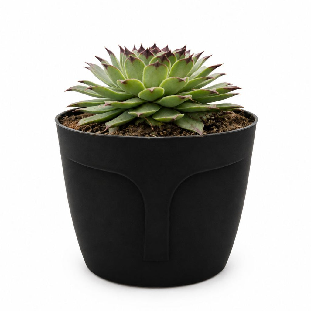 Uña de Señorita Sempervivum Calcareum 10-15 cm con Macetero