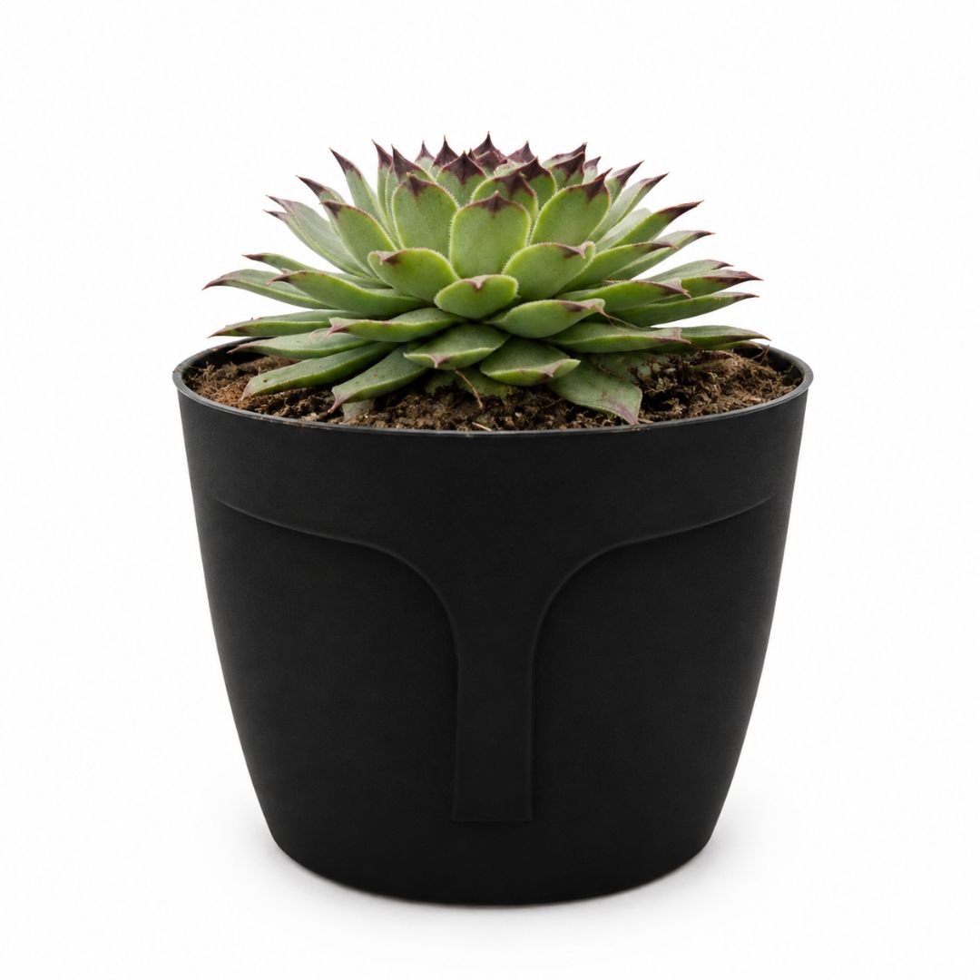 Uña de Señorita Sempervivum Calcareum 10-15 cm con Macetero