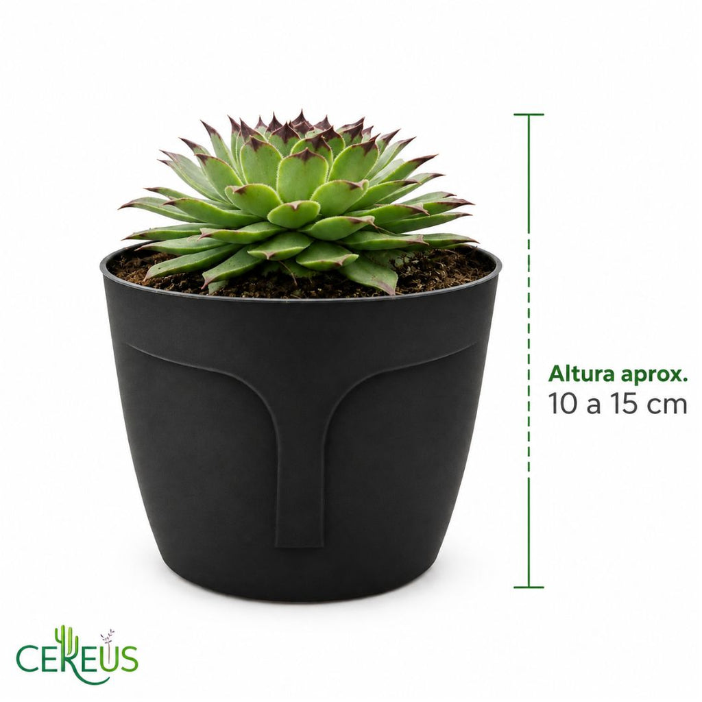 Uña de Señorita Sempervivum Calcareum 10-15 cm con Macetero