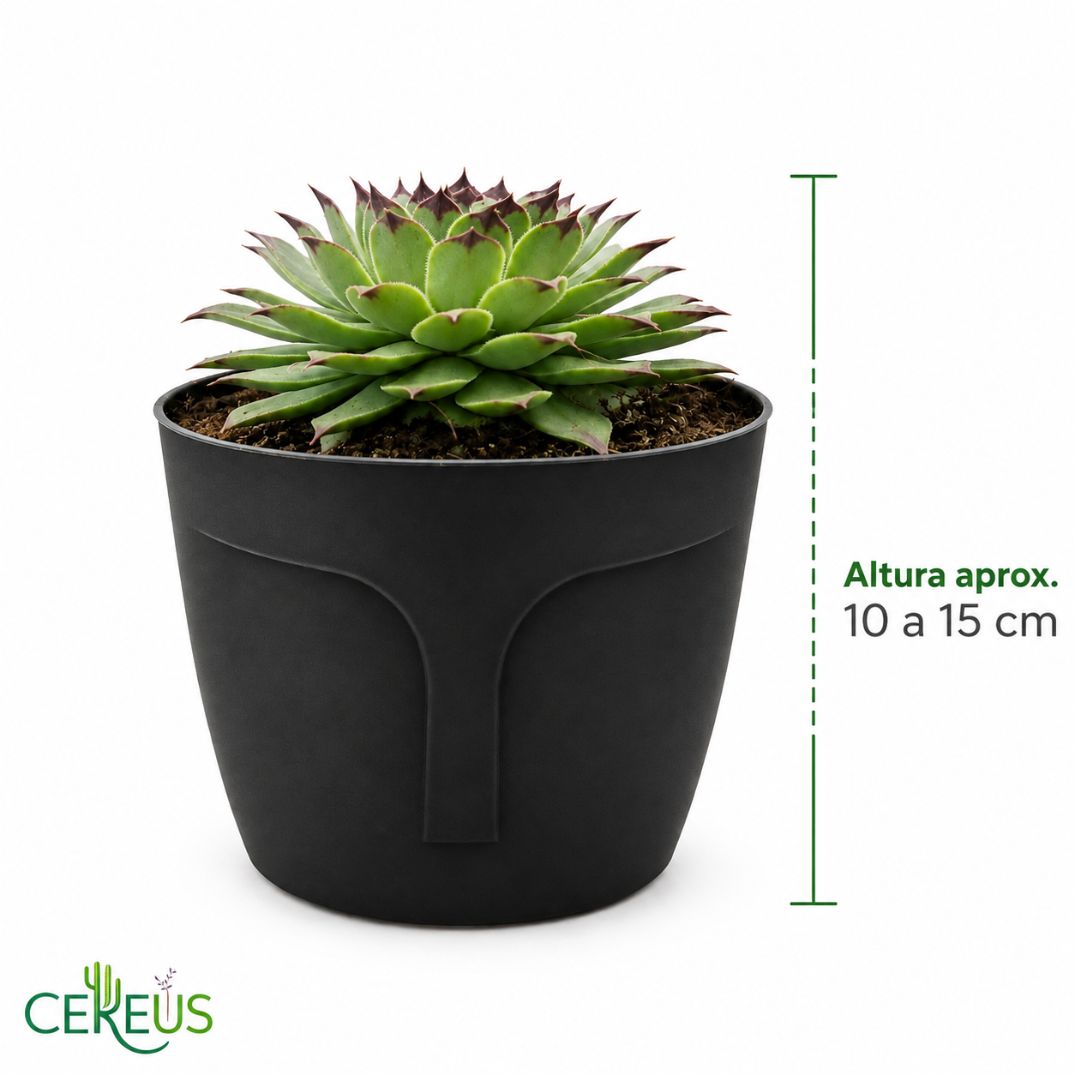 Uña de Señorita Sempervivum Calcareum 10-15 cm con Macetero