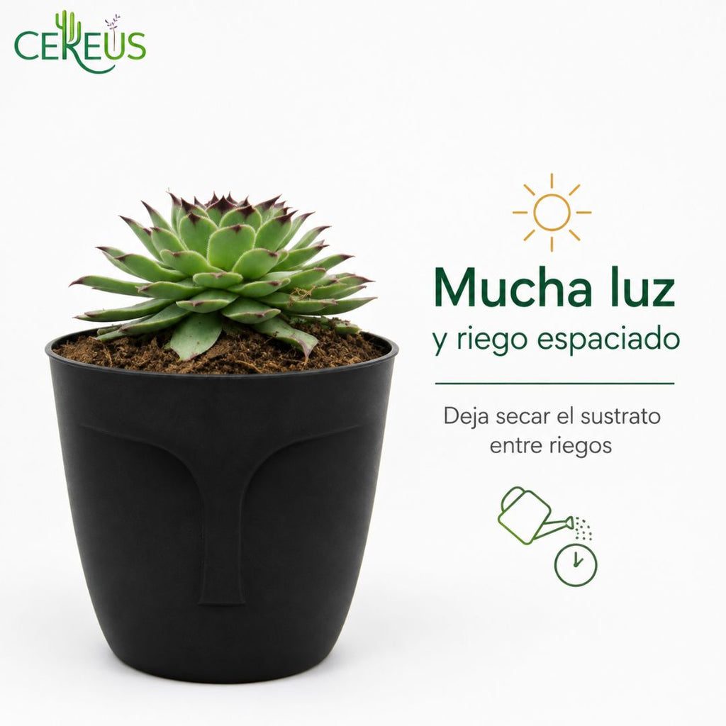 Uña de Señorita Sempervivum Calcareum 10-15 cm con Macetero