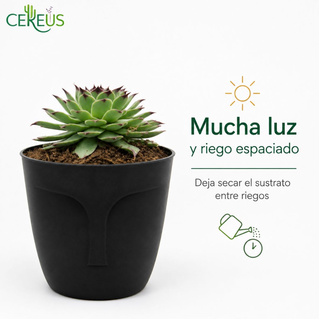 Uña de Señorita Sempervivum Calcareum 10-15 cm con Macetero