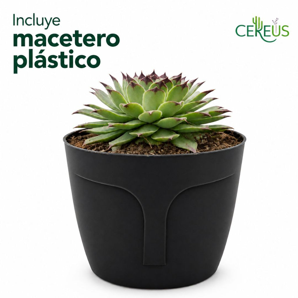 Uña de Señorita Sempervivum Calcareum 10-15 cm con Macetero