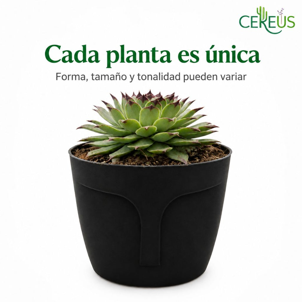Uña de Señorita Sempervivum Calcareum 10-15 cm con Macetero