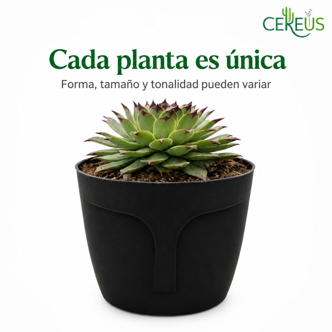 Uña de Señorita Sempervivum Calcareum 10-15 cm con Macetero